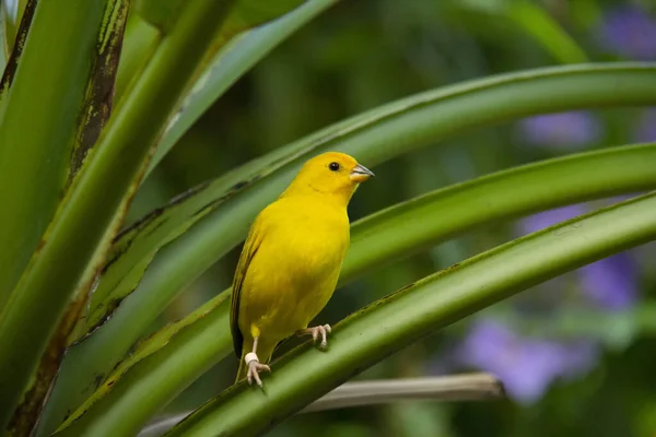 Pájaro Una Rama Bosque — Foto de Stock