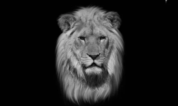 ライオン頭の肖像画黒と白 — ストック写真
