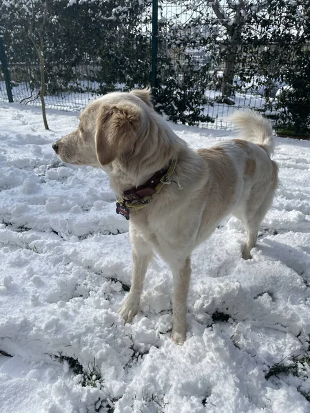 Hond Sneeuw — Stockfoto