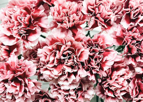 Beautiful Pink Flowers Background — Stock Photo, Image