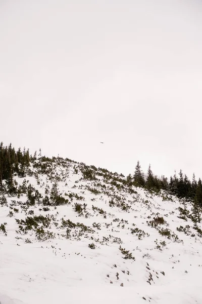 雪に覆われた木々の冬の風景 — ストック写真