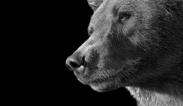 Κοντινό Πλάνο Μαύρης Αρκούδας — Φωτογραφία Αρχείου