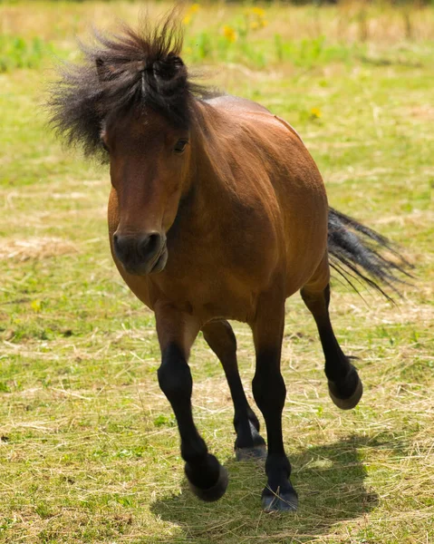Een Prachtig Schot Van Een Paard Een Veld — Stockfoto