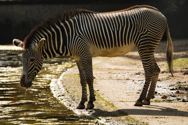 Zebra Zoo — Stockfoto