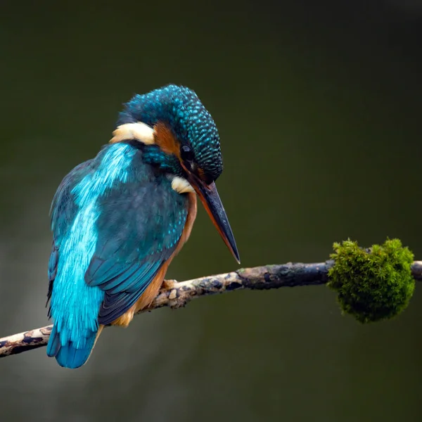 View Small Bird Sitting Branch — Stock Photo, Image