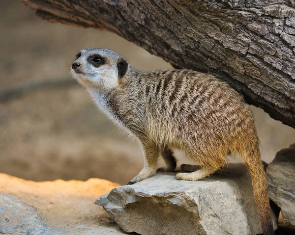 Meerkat Zoológico — Fotografia de Stock