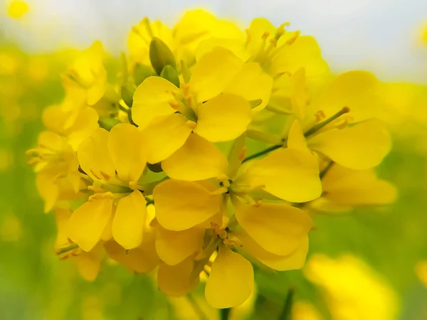 Fleurs Jaunes Dans Jardin — Photo