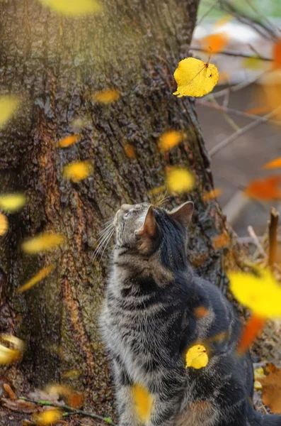 Macska Őszi Erdőben — Stock Fotó