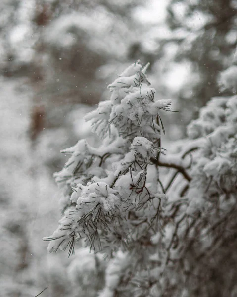 Сніг Вкритий Гілками Дерев Лісі — стокове фото