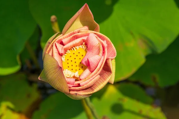 Tiro Botânico Flores Bonitas — Fotografia de Stock