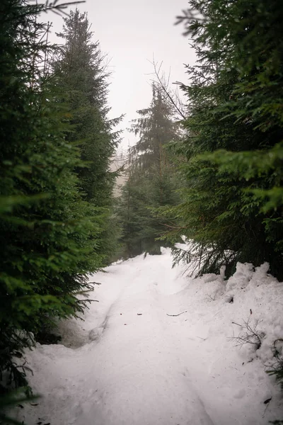 Vacker Vinterskog Med Snö — Stockfoto
