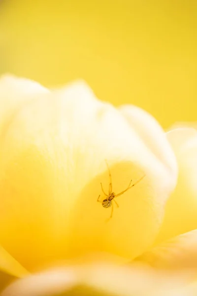 Nahaufnahme Einer Gelben Blume — Stockfoto