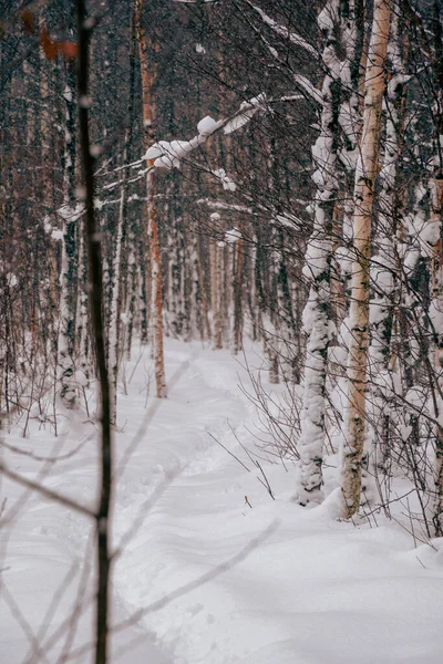 아름다운 눈덮인 나무들 — 스톡 사진
