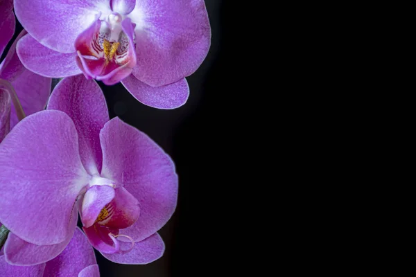 Orchideenblume Auf Schwarzem Hintergrund — Stockfoto