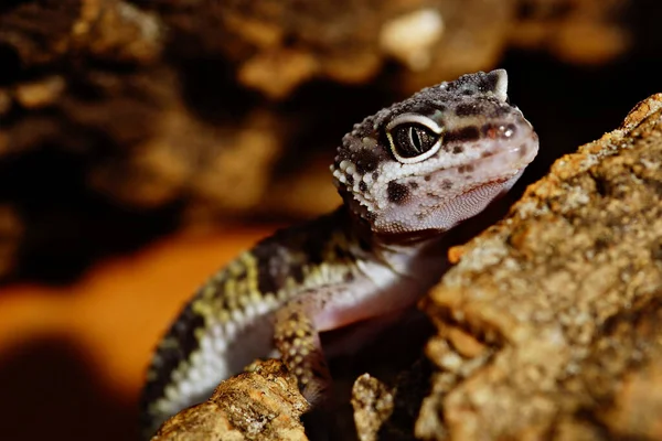 Nahaufnahme Einer Schönen Exotischen Schildkröte — Stockfoto