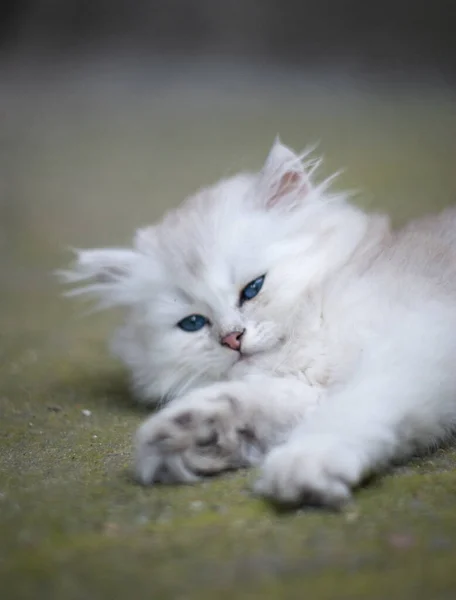 Biały Kot Ogrodzie — Zdjęcie stockowe