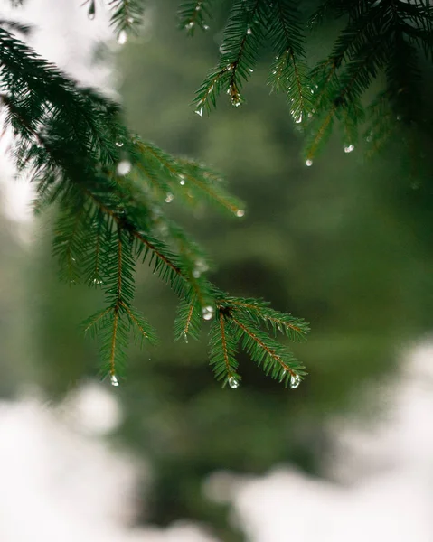 Ramo Abete Verde Con Neve Sullo Sfondo Del Bosco — Foto Stock