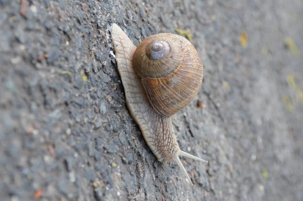 Snail Ground — Stock Photo, Image