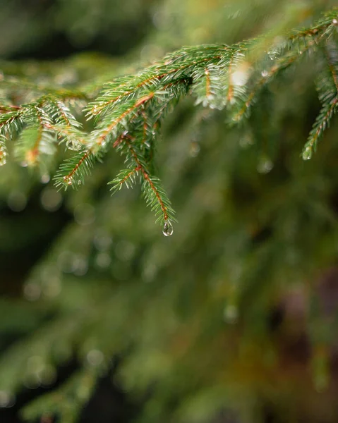 Green Spruce Branch Dew Drops Branches Tree — Stock Photo, Image