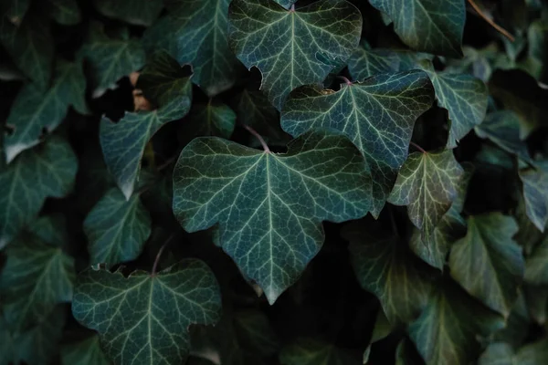 Hojas Verdes Sobre Fondo Negro — Foto de Stock