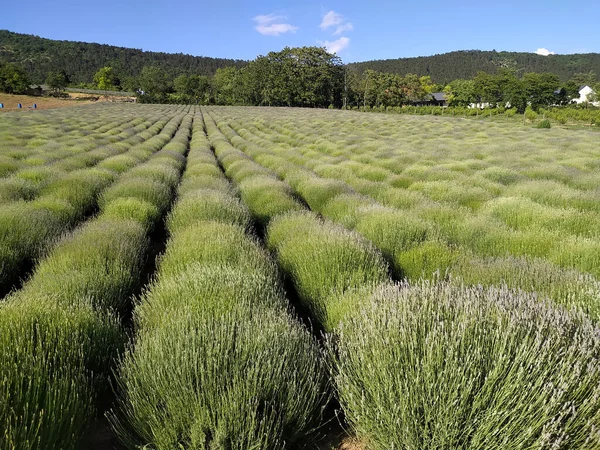 Bela Paisagem Com Campo Lavanda — Fotografia de Stock