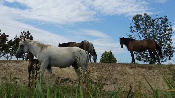 Caballos Campo —  Fotos de Stock