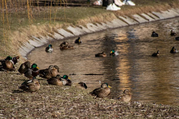 Enten Auf Dem See — Stockfoto