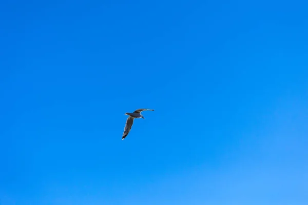 Martı Gökyüzünde Uçuyor — Stok fotoğraf