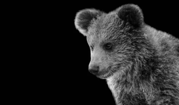Крупним Планом Знімок Ведмедя Темному Тлі — стокове фото
