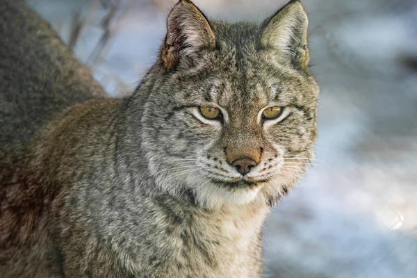 Close Lynx — Stock Photo, Image