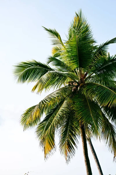 海下的棕榈树 — 图库照片