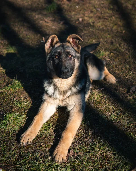 公園の犬 — ストック写真