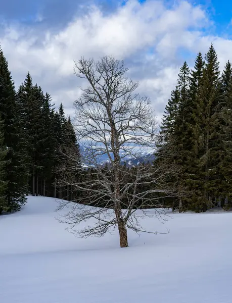 美丽的冬季风景 冰雪覆盖的树木 — 图库照片