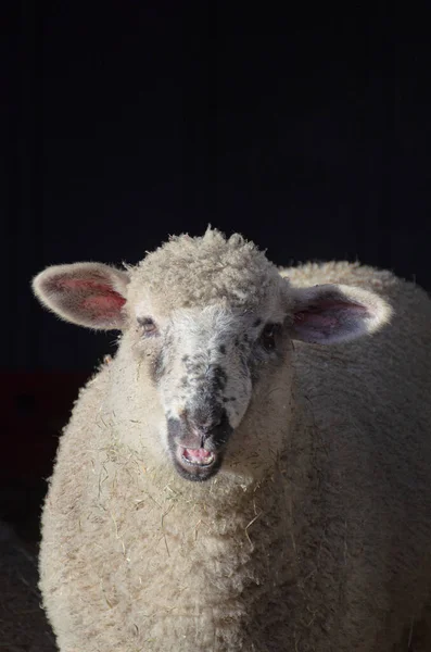 Белые Овцы Ферме — стоковое фото