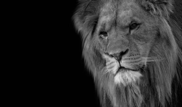 野生のライオンは — ストック写真