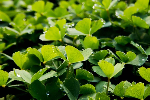 Water Drops Leaves — Stock Photo, Image