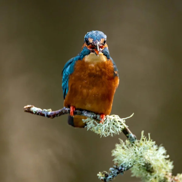 Вид Маленькой Птицы Сидящей Ветке — стоковое фото