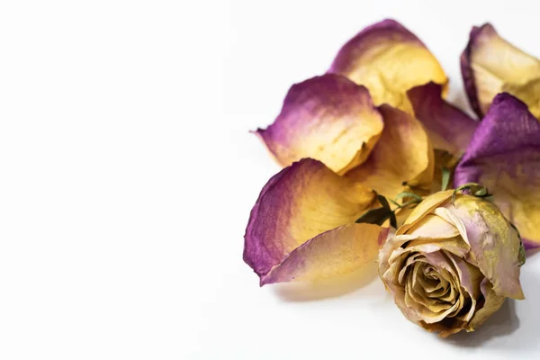 Sušené Růže Květiny Bílém Pozadí — Stock fotografie