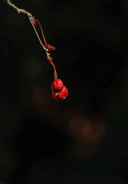 Rote Beeren Auf Einem Zweig — Stockfoto