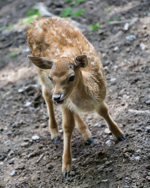 Unga Djur Djurparken — Stockfoto