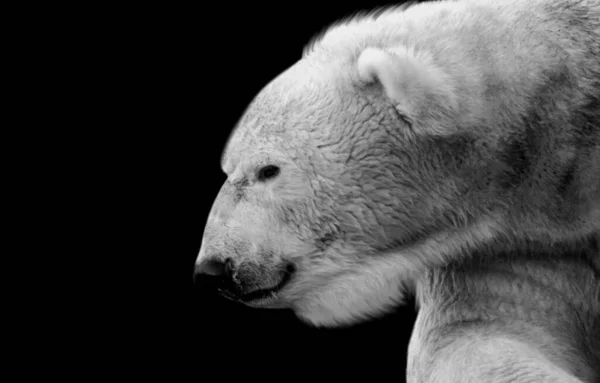 Primo Piano Giovane Orso Polare Bianco Con Sfondo Nero — Foto Stock