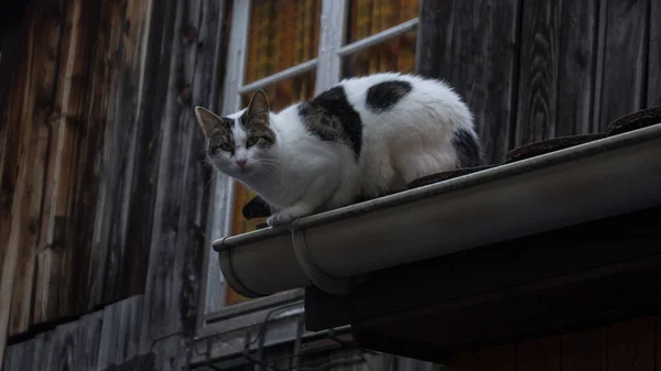 Kedi Sokakta Oturuyor — Stok fotoğraf