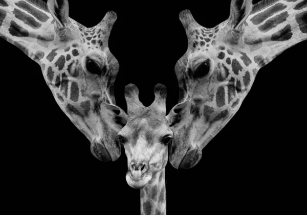 Cabeças Girafa Animais Vida Selvagem Fauna — Fotografia de Stock