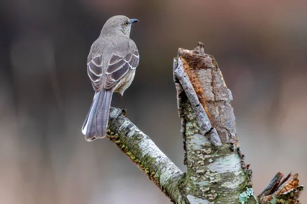 Closeup Shot Male Blackbird Branch — Stock Photo, Image