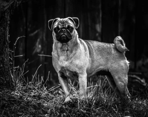 Ritratto Bianco Nero Simpatico Cane — Foto Stock