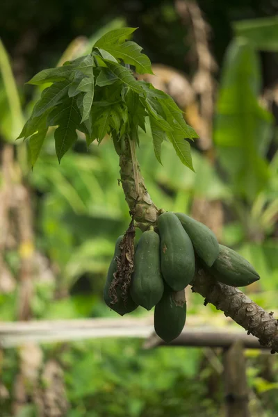 庭の緑のバナナの木 — ストック写真