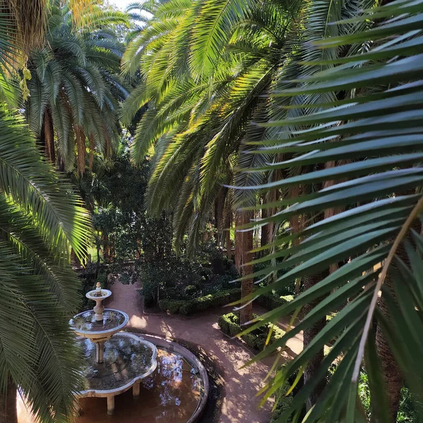 Palmiye Ağaçları Yeşil Yaprakları Olan Güzel Bir Tropikal Bahçe — Stok fotoğraf