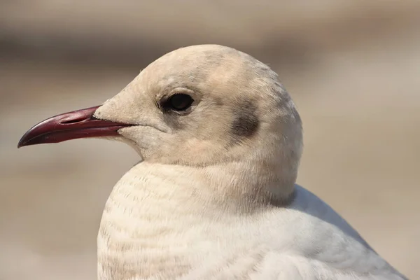 Close Seagull Background Large Piece Bird — Stock Photo, Image