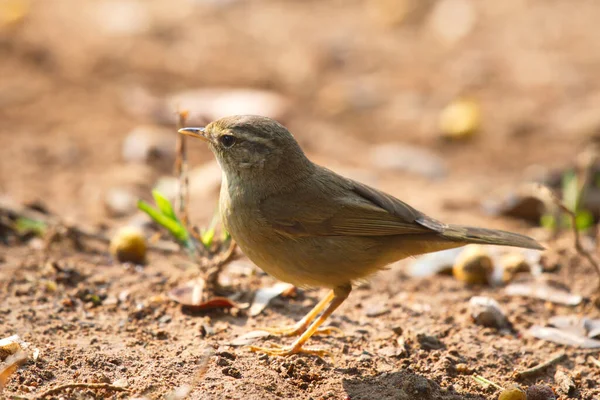 Vue Rapprochée Petit Oiseau — Photo