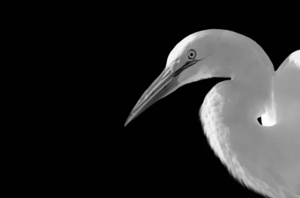 Biały Pelikan Zbliżenie — Zdjęcie stockowe